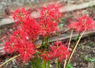 世田谷線から見える秋の花は曼珠沙華