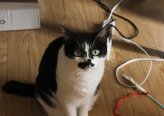 ねこさまの無言の訴え